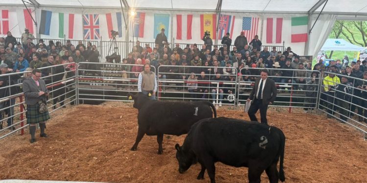 Zootehnia suceveană, prezentă la evenimentul Aberdeen Angus din județul Mureș. Fermierii din județ au fost remarcați pentru implicarea în programele de ameliorare genetică și dezvoltarea fermelor moderne