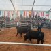 Zootehnia suceveană, prezentă la evenimentul Aberdeen Angus din județul Mureș. Fermierii din județ au fost remarcați pentru implicarea în programele de ameliorare genetică și dezvoltarea fermelor moderne