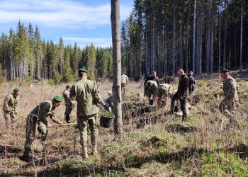 Silvicultorii de la Dorna Candrenilor și militarii de la Vatra Dornei au plantat 700 de puieți în 3 ore