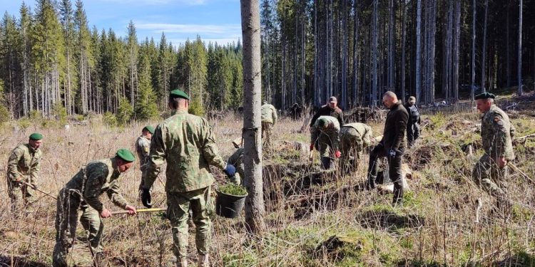 Silvicultorii de la Dorna Candrenilor și militarii de la Vatra Dornei au plantat 700 de puieți în 3 ore