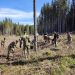 Silvicultorii de la Dorna Candrenilor și militarii de la Vatra Dornei au plantat 700 de puieți în 3 ore