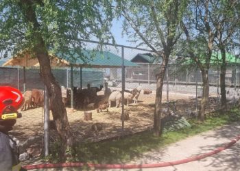 Incendiu puternic la centrul zoo de la Zaharești. Proprietarul, Dorin Șoimaru, intoxicat cu fum, ligrul, mort