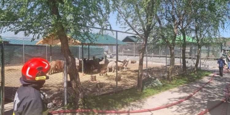 Incendiu puternic la centrul zoo de la Zaharești. Proprietarul, Dorin Șoimaru, intoxicat cu fum, ligrul, mort