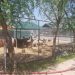 Incendiu puternic la centrul zoo de la Zaharești. Proprietarul, Dorin Șoimaru, intoxicat cu fum, ligrul, mort