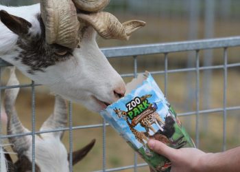 Zoo Park România mai rămâne o săptămînă la Suceava, la cererea publicului