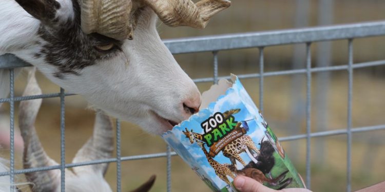Zoo Park România mai rămâne o săptămînă la Suceava, la cererea publicului
