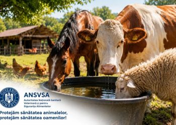 Canicula îi pune în alertă pe crescătorii de animale. ANSVSA: apă, umbră și fără animale de tracțiune la orele de vîrf