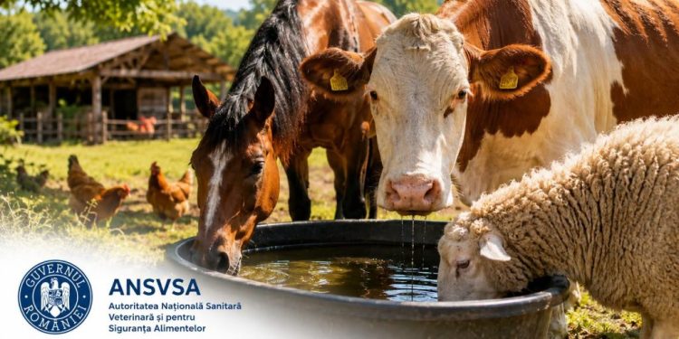 Canicula îi pune în alertă pe crescătorii de animale. ANSVSA: apă, umbră și fără animale de tracțiune la orele de vîrf