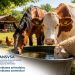 Canicula îi pune în alertă pe crescătorii de animale. ANSVSA: apă, umbră și fără animale de tracțiune la orele de vîrf