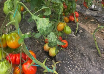 Producători din Suceava, în vizită de documentare la Banca de Resurse Genetice Vegetale Buzău