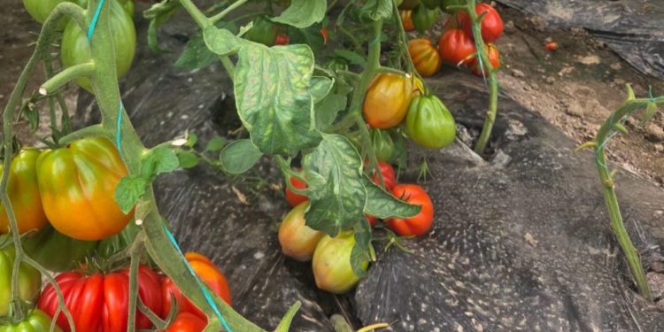 Producători din Suceava, în vizită de documentare la Banca de Resurse Genetice Vegetale Buzău