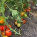 Producători din Suceava, în vizită de documentare la Banca de Resurse Genetice Vegetale Buzău