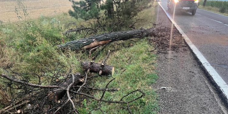 Pompierii suceveni au îndepărtat arborii doborîți de furtună