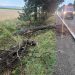 Pompierii suceveni au îndepărtat arborii doborîți de furtună