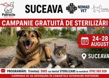 Casa lui Patrocle anunță o nouă campanie de sterilizare gratuită la Suceava, între 24 și 28 august. Sînt vizați cîinii și pisicile