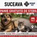 Casa lui Patrocle anunță o nouă campanie de sterilizare gratuită la Suceava, între 24 și 28 august. Sînt vizați cîinii și pisicile