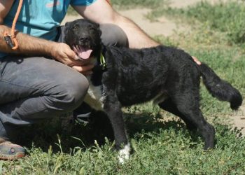 Direcția Sanitar Veterinară Suceava a suspendat actvitatea Adăpostului de Cîini a Primăriei Suceava. Însă, adopțiile sînt posibile în continuare