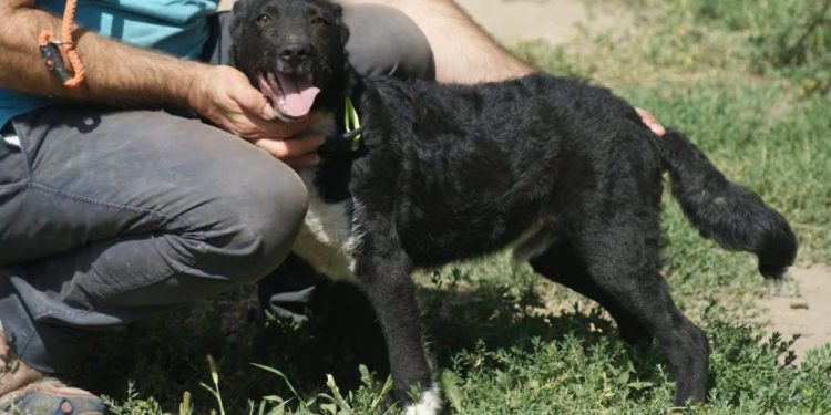 Direcția Sanitar Veterinară Suceava a suspendat actvitatea Adăpostului de Cîini a Primăriei Suceava. Însă, adopțiile sînt posibile în continuare