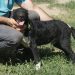 Direcția Sanitar Veterinară Suceava a suspendat actvitatea Adăpostului de Cîini al Primăriei Suceava. Însă, adopțiile sînt posibile în continuare