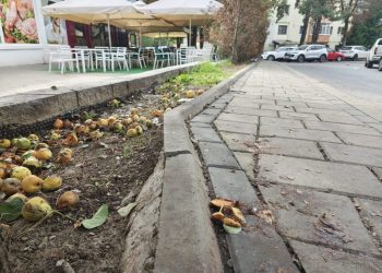 Municipiul Suceava. Păcat de fructele care zac pe jos călcate în picioare
