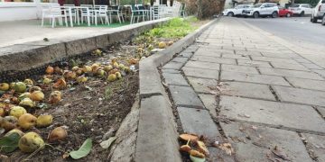 Municipiul Suceava. Păcat de fructele care zac pe jos călcate în picioare