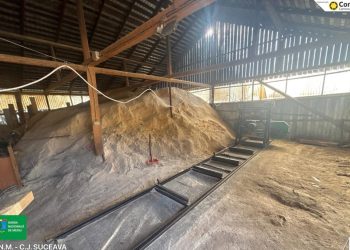 Trei persoane din Suceava au fost amendate cu cîte 10.000 de lei pentru tăierea și rindeluirea ilegală a lemnului